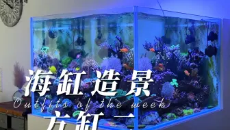 今日份海缸造景分享之方缸第二集