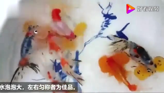 视频4 水泡金鱼欣赏哔哩哔哩bilibili