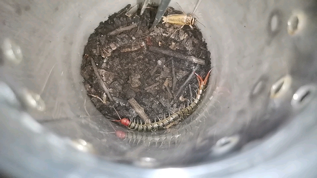 赤蜈蚣捕食蟋蟀_哔哩哔哩 (゜-゜)つロ 干杯~-bilibili