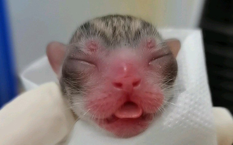 猫咪早产,期待奇迹出现,小猫加油