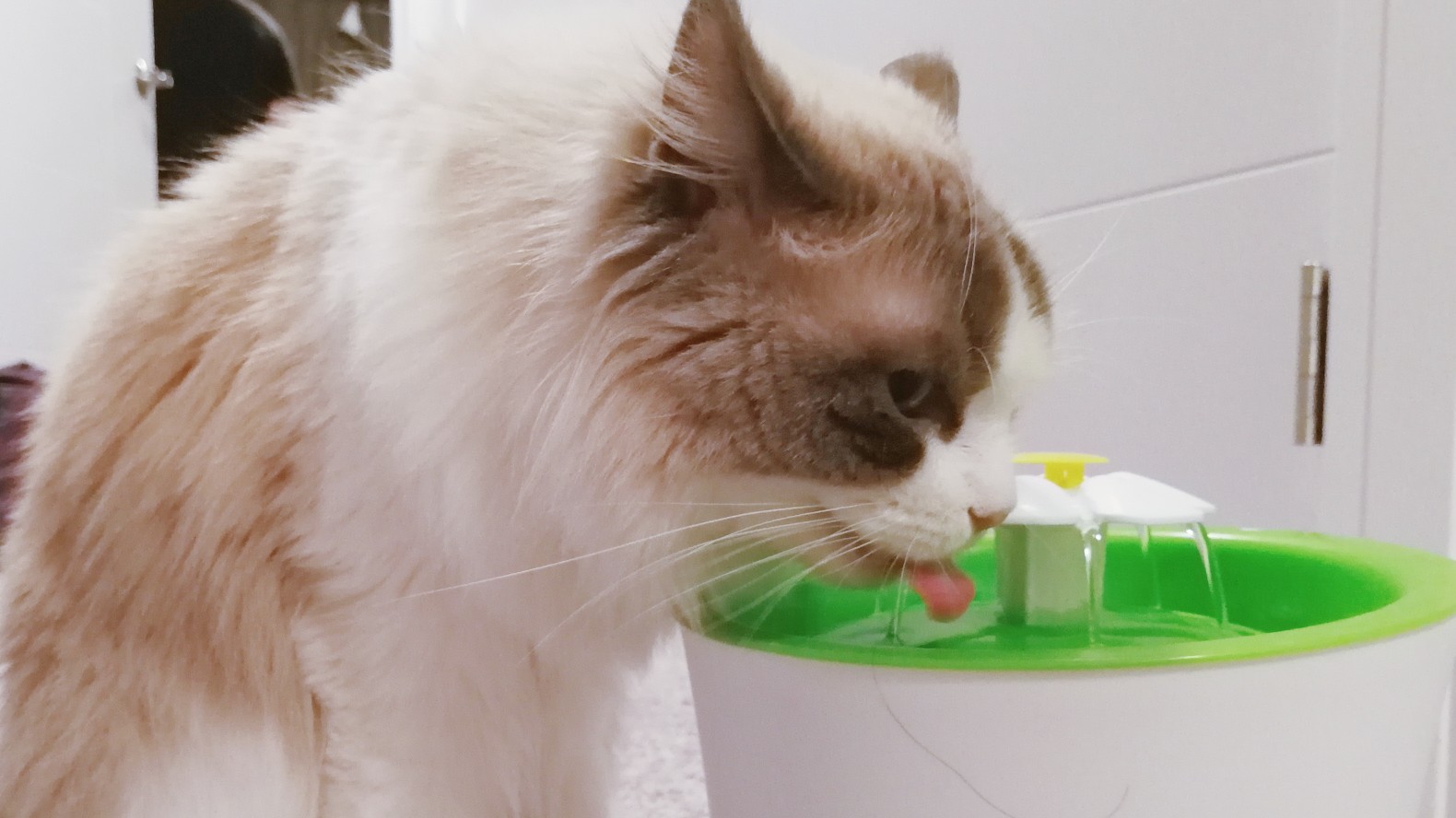 【布偶猫揪揪】慢动作拍摄猫咪喝水的瞬间,小舌头太萌啦_哔哩哔哩 (゜