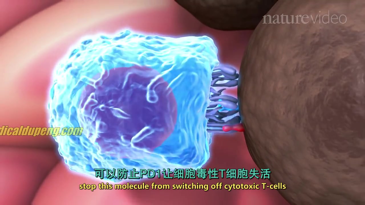 [图]【中英文双语字幕版】【3D医学动画】 5分钟全面了解癌症、肿瘤免疫学和免疫治疗 | Nature Video