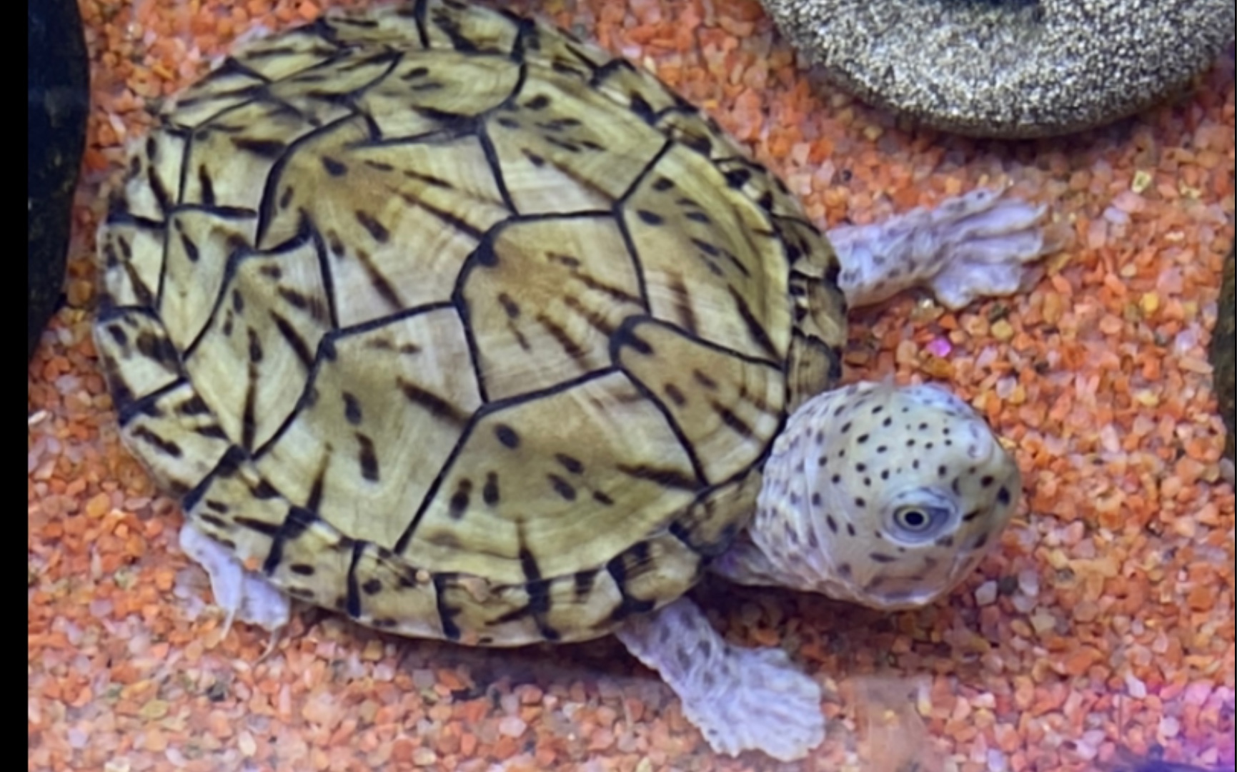 活动作品四盾巨头蛋龟苗开箱