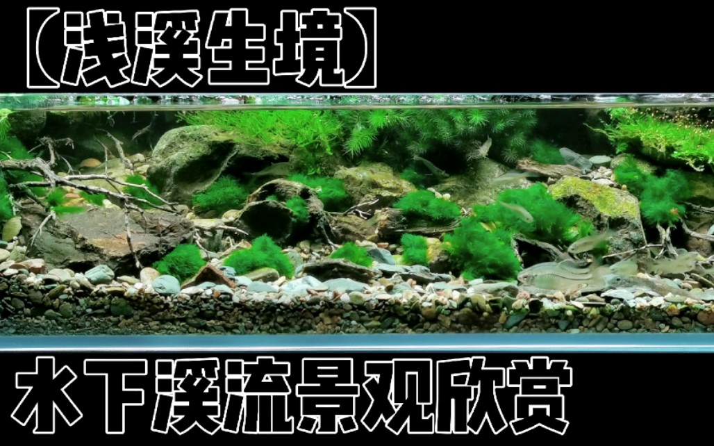 【浅溪生境】水下溪流景观欣赏哔哩哔哩bilibili