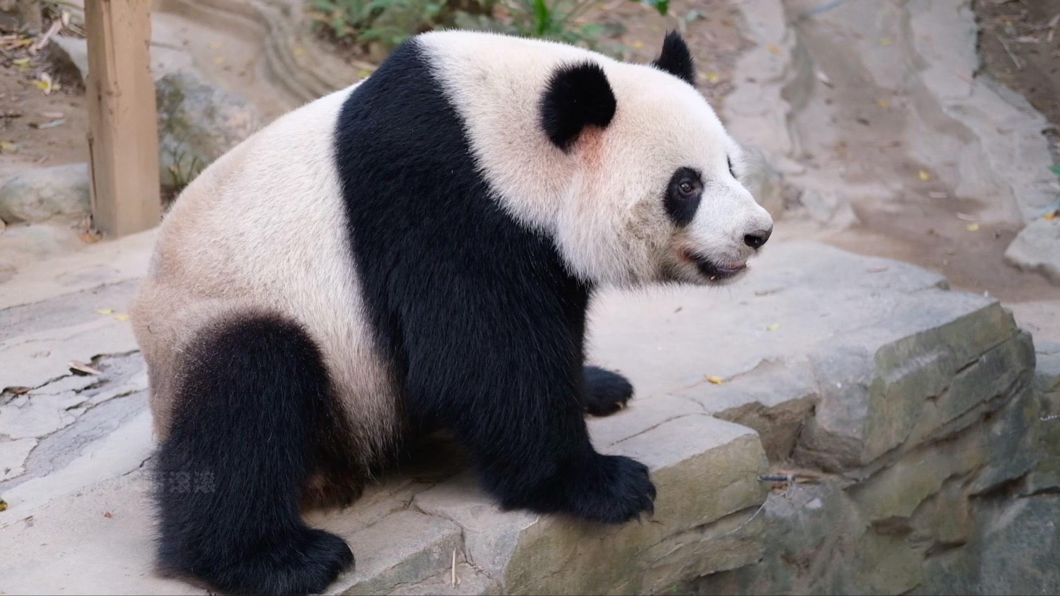 [图]本来在安安静静欣赏婷仔的美貌……结果大叔猝不及防的咔嚓，希望大家文明观猫