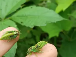 下载视频: 在草上抓到蝉