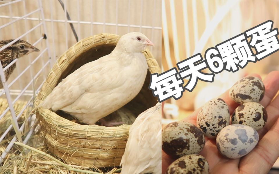 柿子菌我养的鹌鹑下蛋了女朋友偷我的蛋给猫吃我得采取点措施了