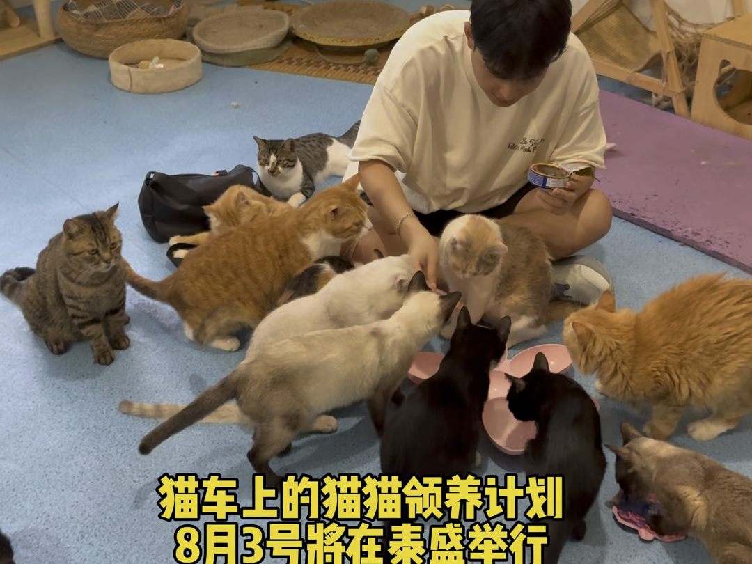 协@阿园的逃跑计划 给猫猫们在8月3号1点在泰盛广场举行领养活动.如果可以,希望喜欢猫猫的你能给可怜的它们这个家,领养的猫猫都是亲人的,检查...