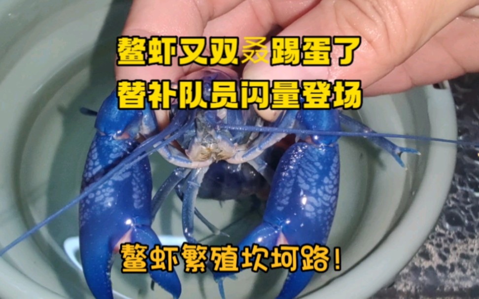 鳌虾阿斗终究还是踢了蛋,替补队员闪亮登场,我的鳌虾繁殖坎坷路哔哩哔哩bilibili