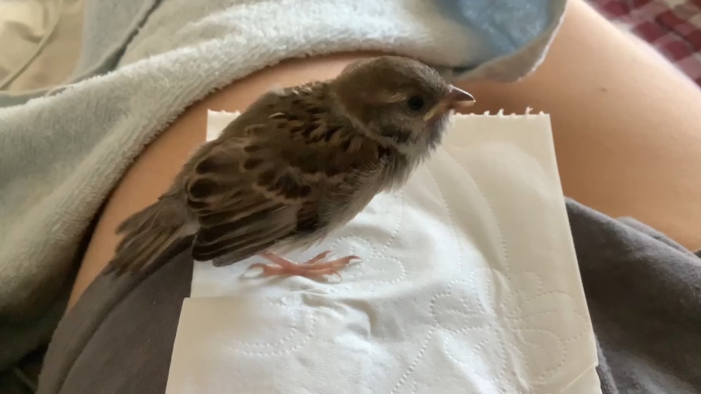 麻雀寻亲叫声(寻亲成功)