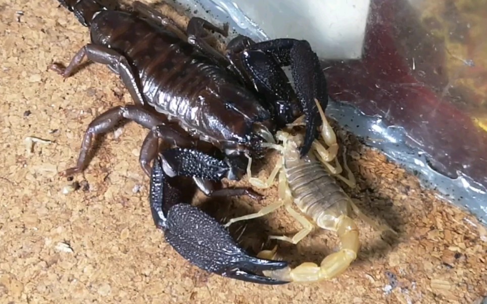 迈索尔异蝎捕食东亚钳蝎