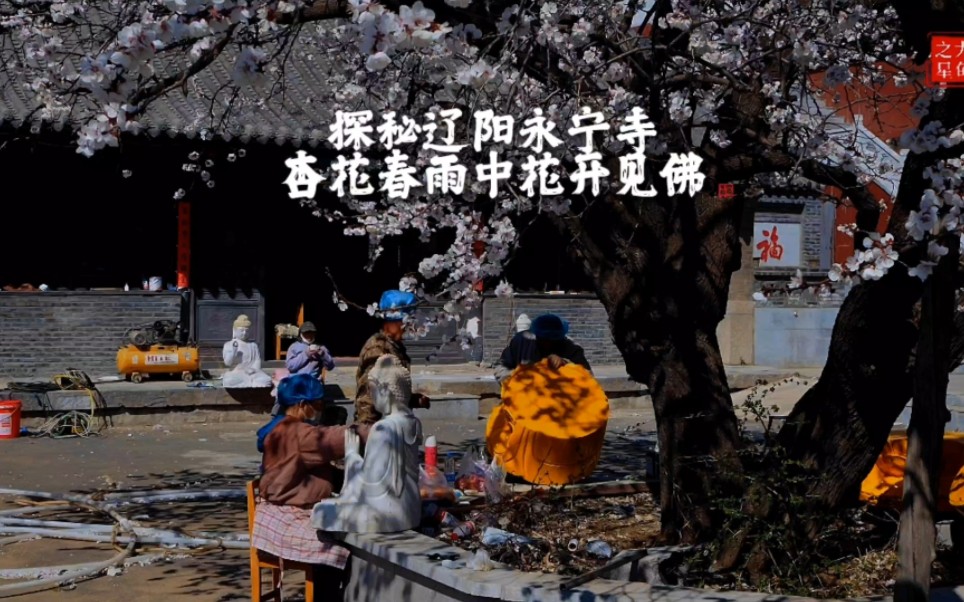 探秘辽阳永宁寺,杏花春雨中花开见佛哔哩哔哩bilibili