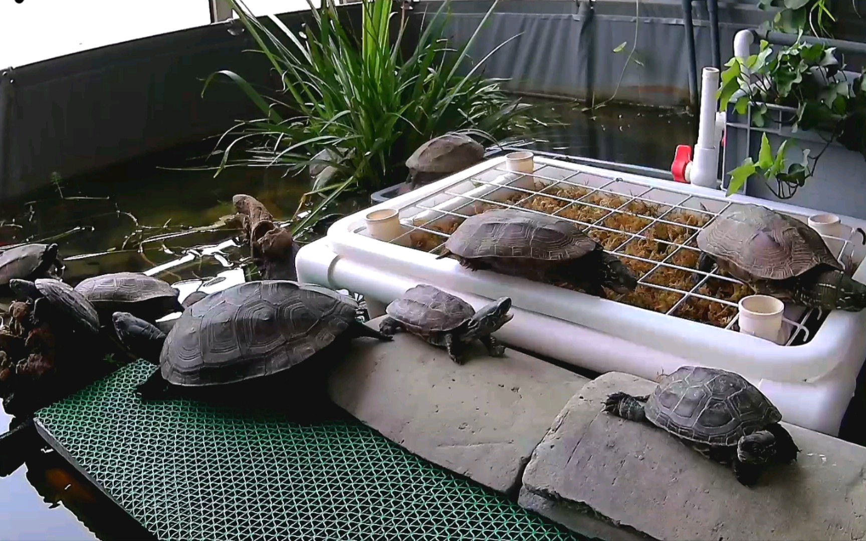 小张的仿生态龟池(7.7)