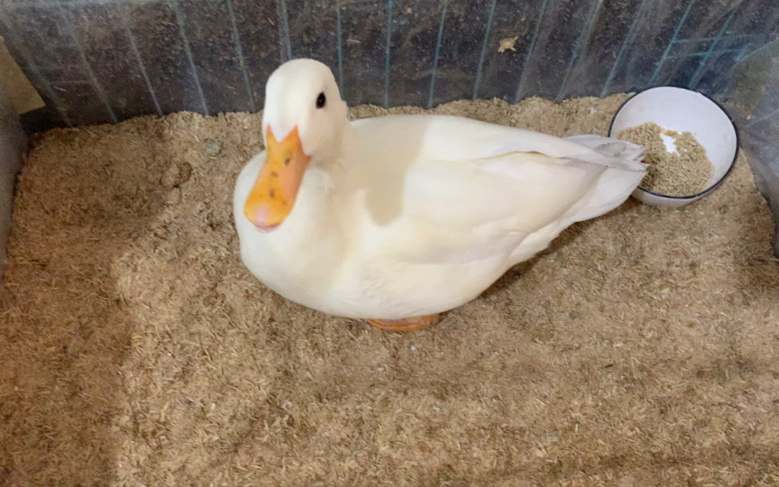 活动作品公鸭嗓