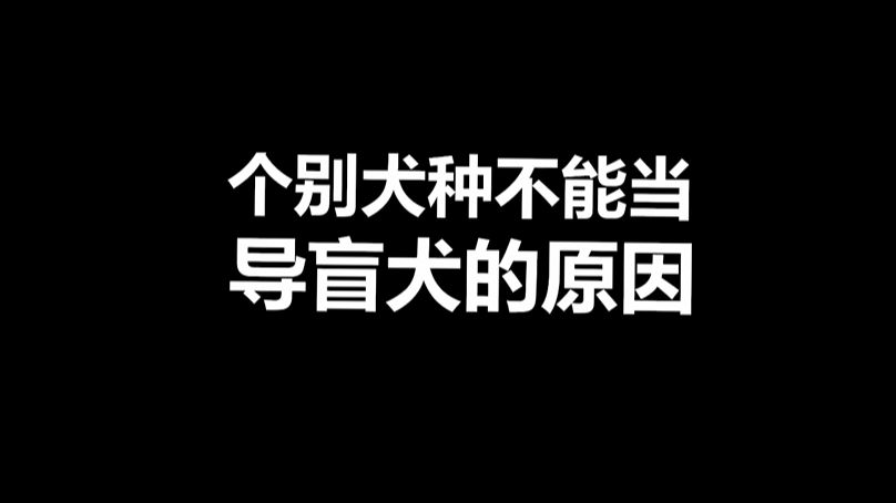 宠物冷知识:为啥那些优秀的犬种不能当导盲犬呢?哔哩哔哩bilibili