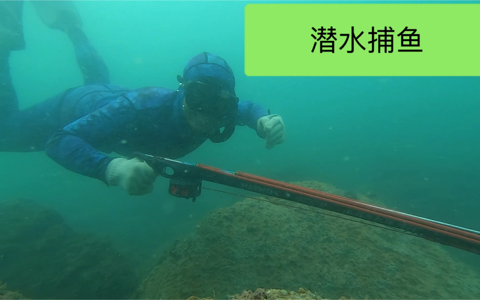 牛人潜水捕鱼追击海中狼鱼一条大石斑在旁观望