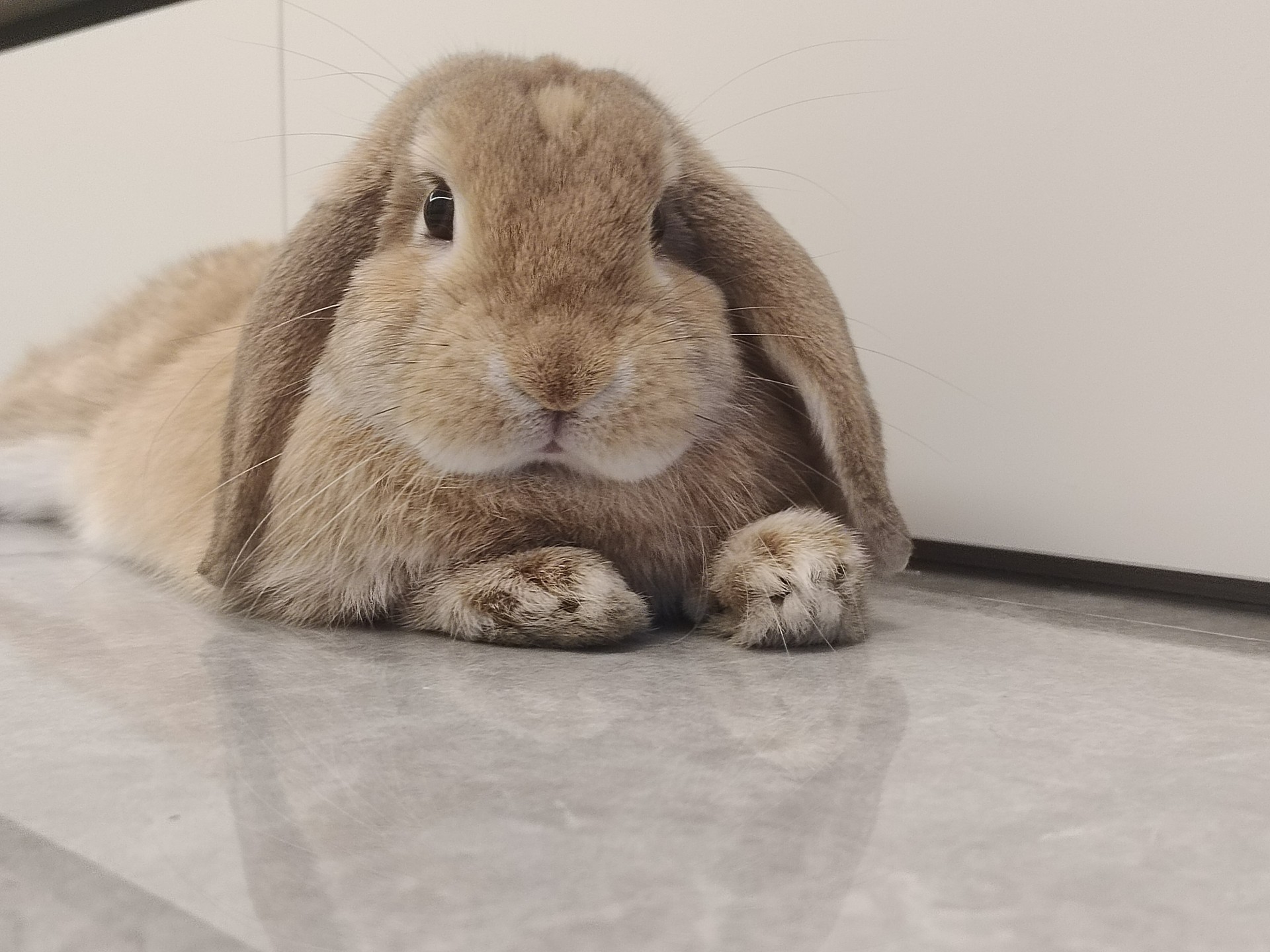 趴趴兔,真乖,但是你最近好像掉毛啦