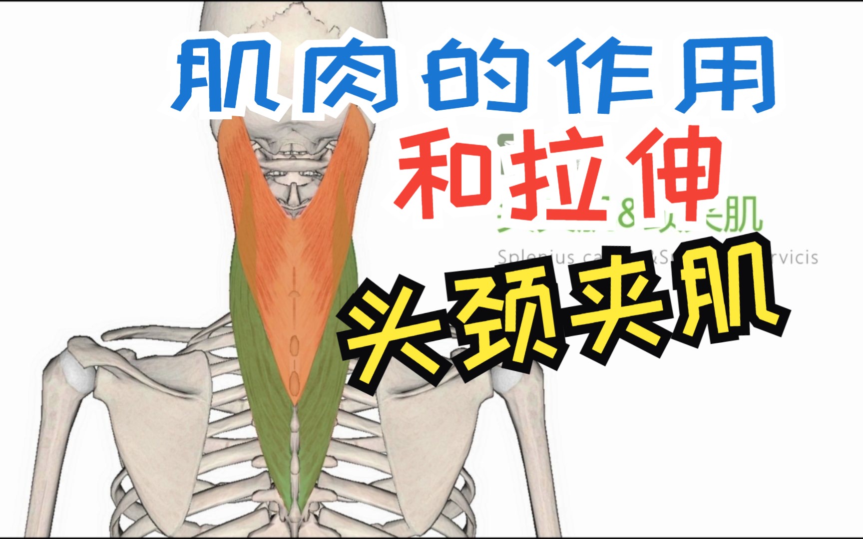 运动生理学肌肉的作用和拉伸之头颈夹肌