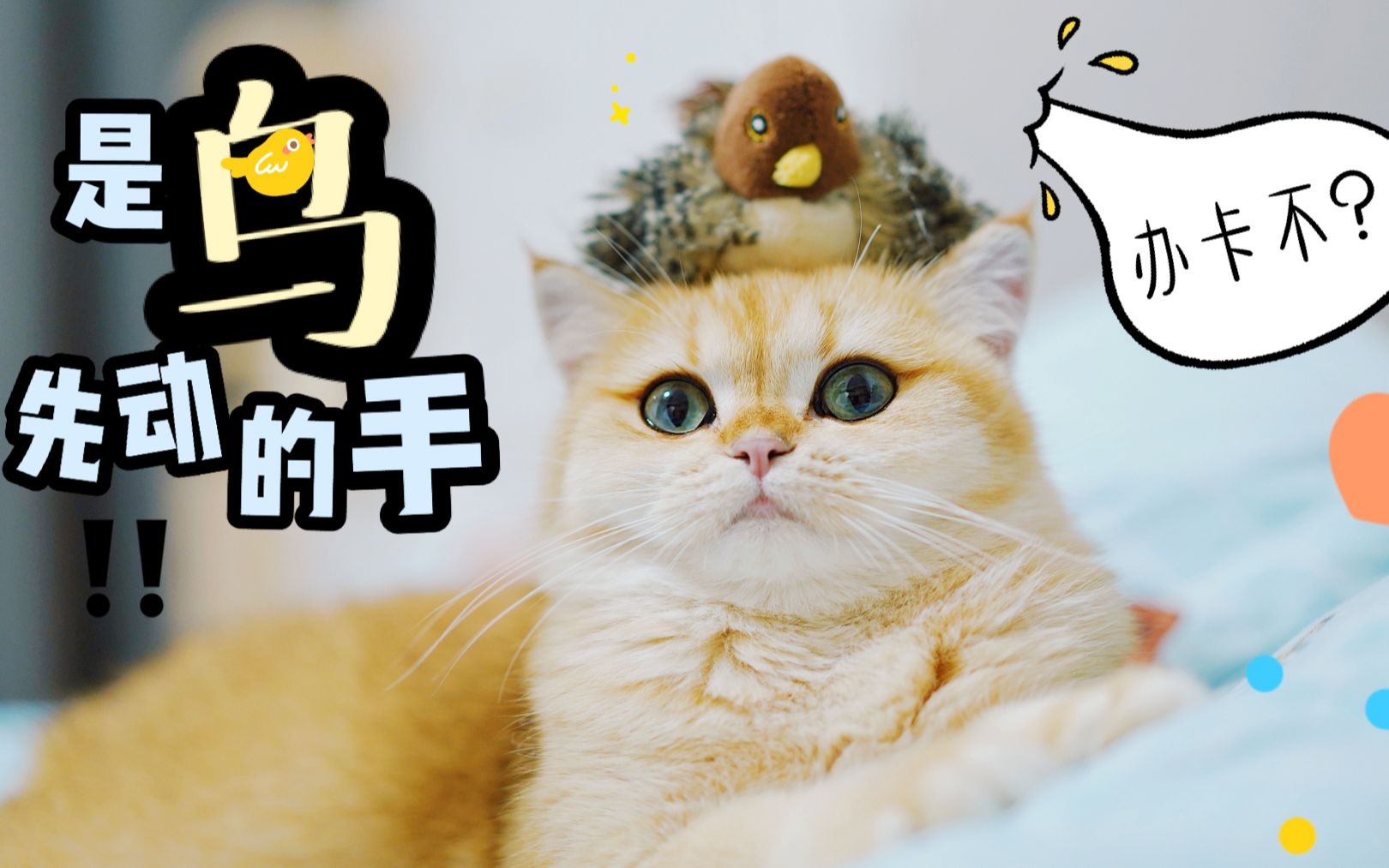 托尼鸟疯狂搓头推销办卡,猫咪无辜秒变小馒头,猫:是谁在我耳边叫叽叽?