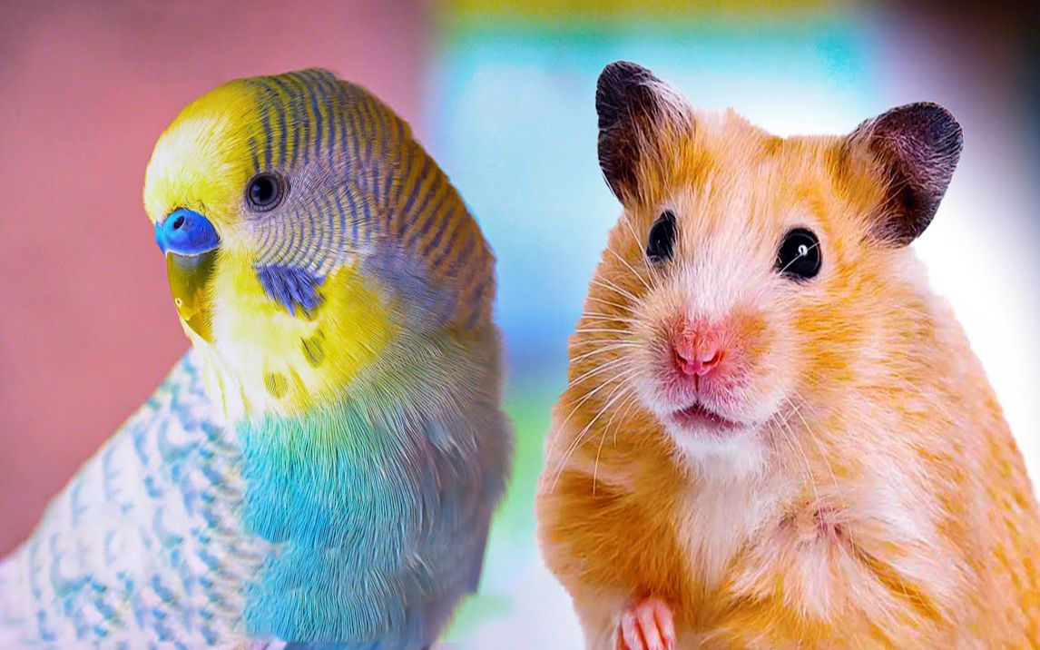 家养宠物二选一,仓鼠还是鹦鹉,详细分析