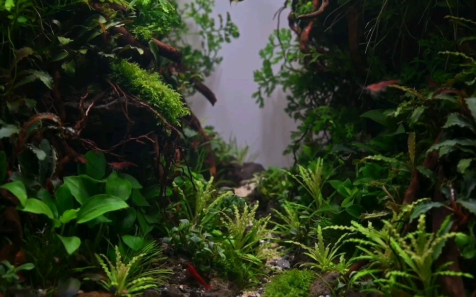 水族箱造景方法尝试,思路来自丛林峡谷