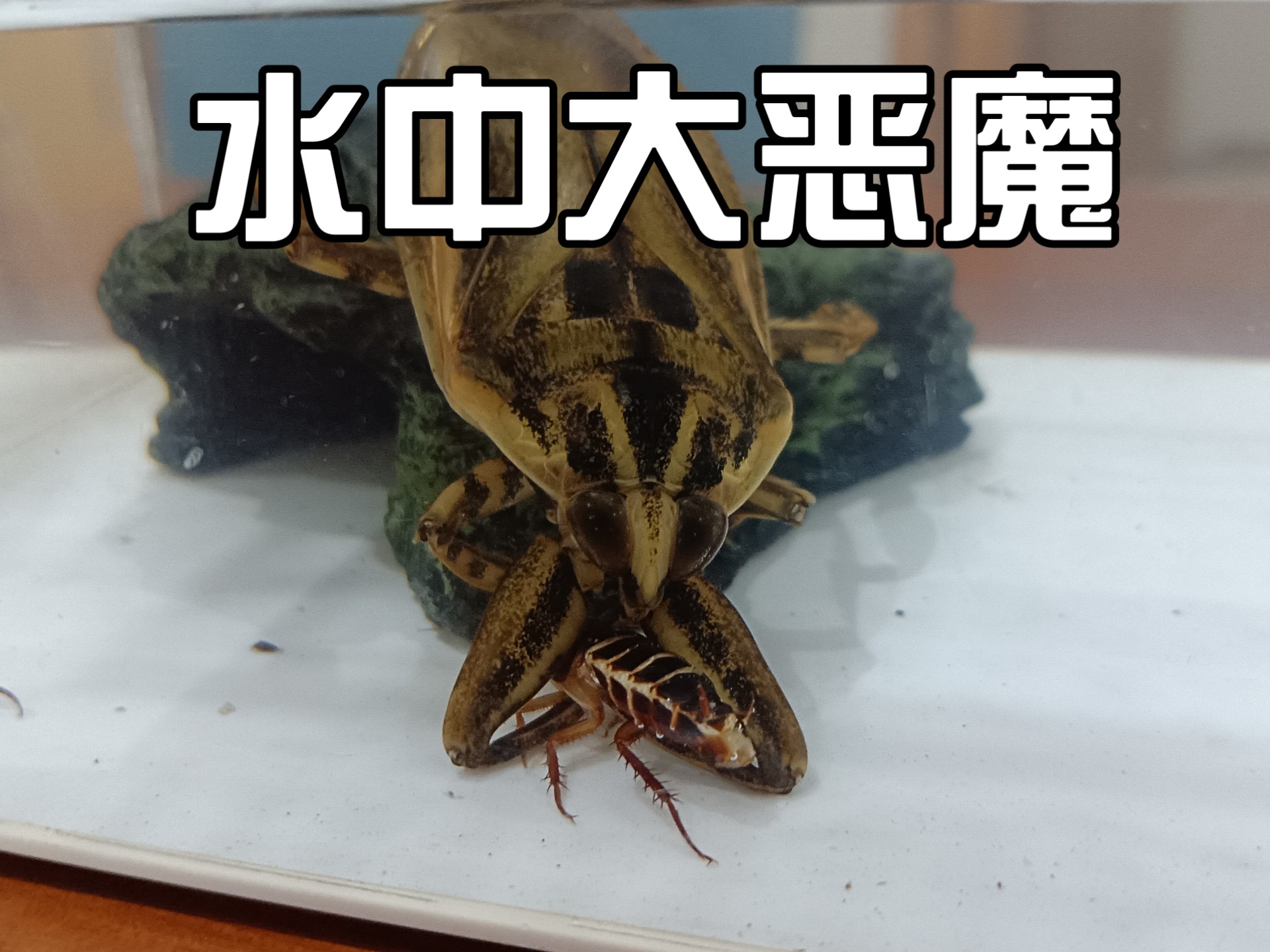 30分钟纯享大田鳖进食