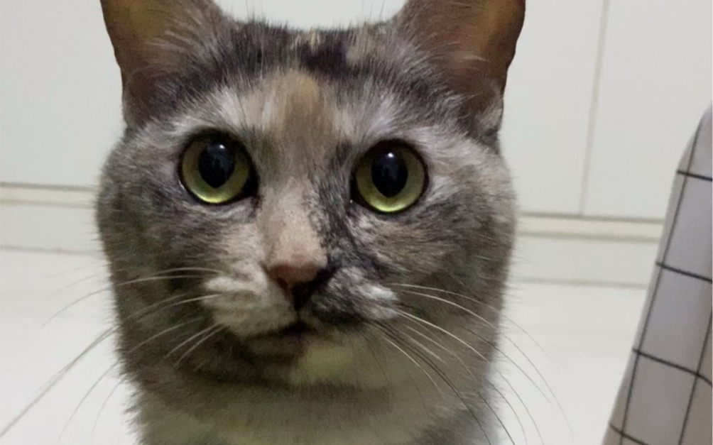 近距离感受一下我家歪大眼儿