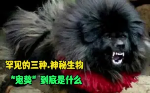 Download Video: 50. 罕见的三种神秘生物，“鬼獒”到底是什么？