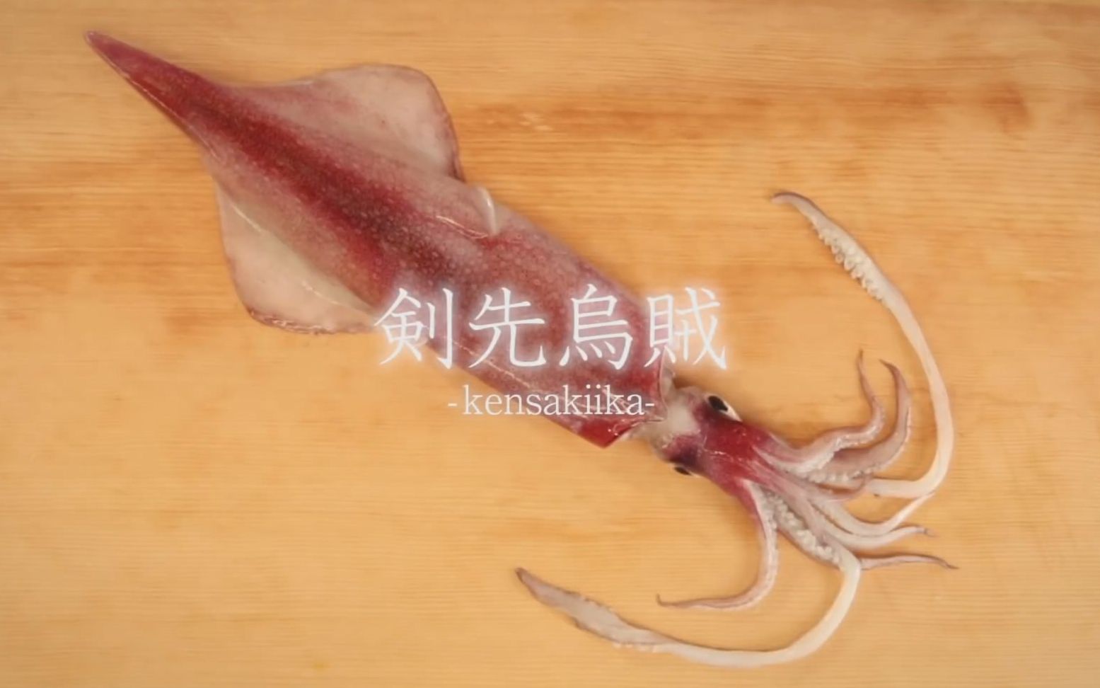 剑尖枪乌贼  分解教程