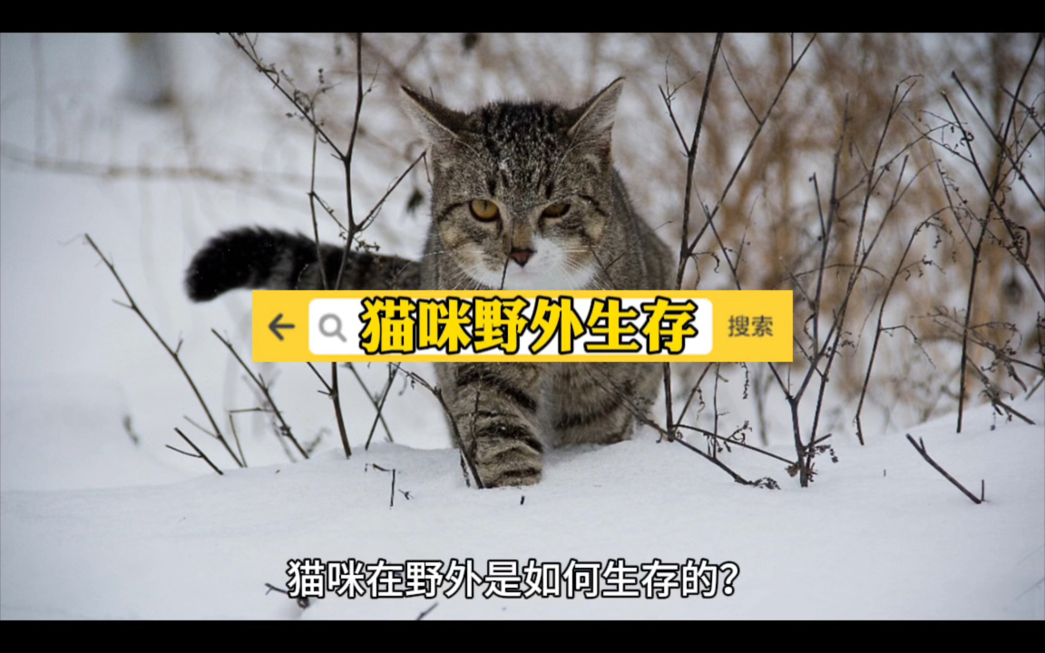 猫咪野外生存