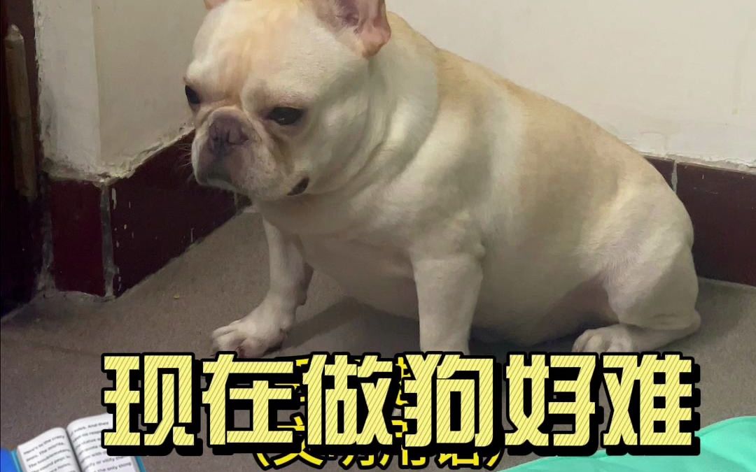 在郑州的法斗哪有想过自己成为烈犬名单中哔哩哔哩bilibili