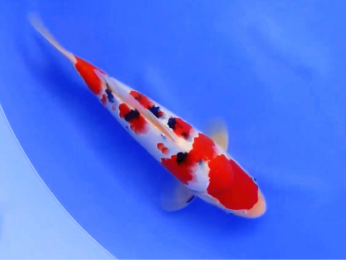 丸堂大正三色锦鲤,潜力苣无灞極上观赏鱼.