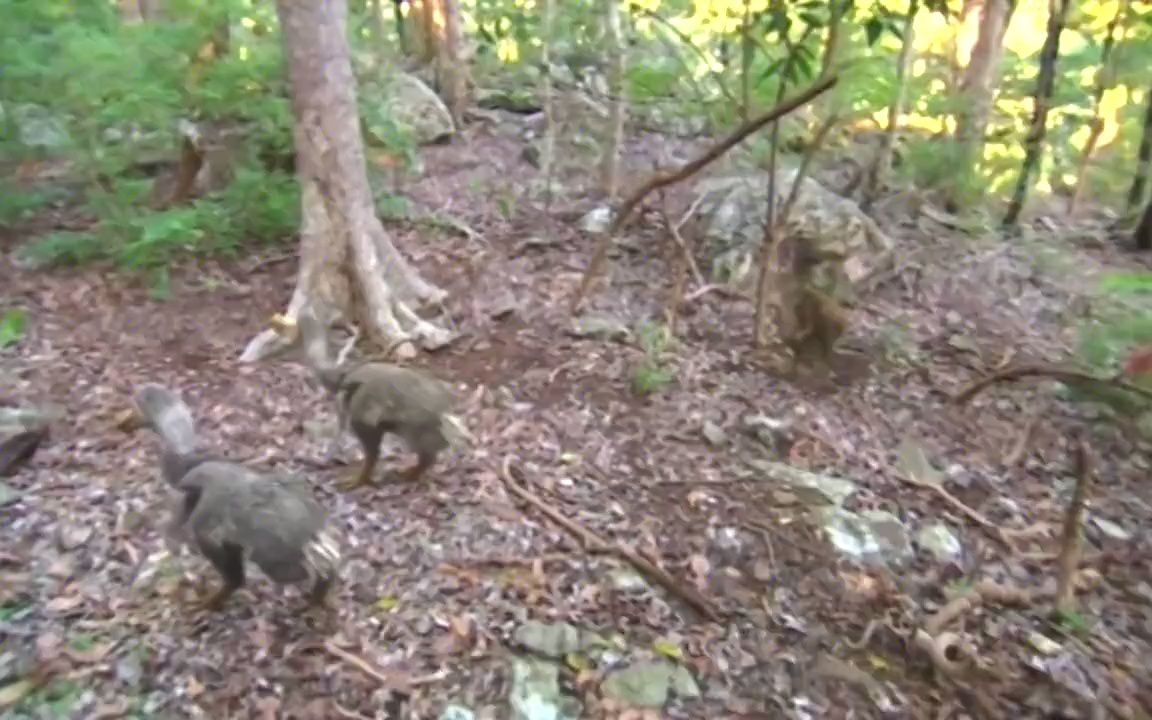 [图]4个将会复活的动物，灭绝仅1万年，和猛犸象同期的披毛犀能复活？