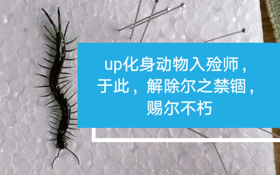 平耳孔蜈蚣标本拆针_哔哩哔哩_bilibili