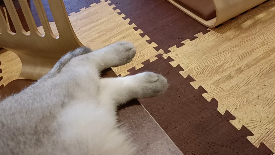 白jiojio黑jiojio摸了就会躺板板猫爪の奥义