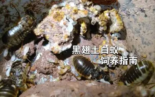 Download Video: 【新手友好】如何饲养黑翅土白蚁