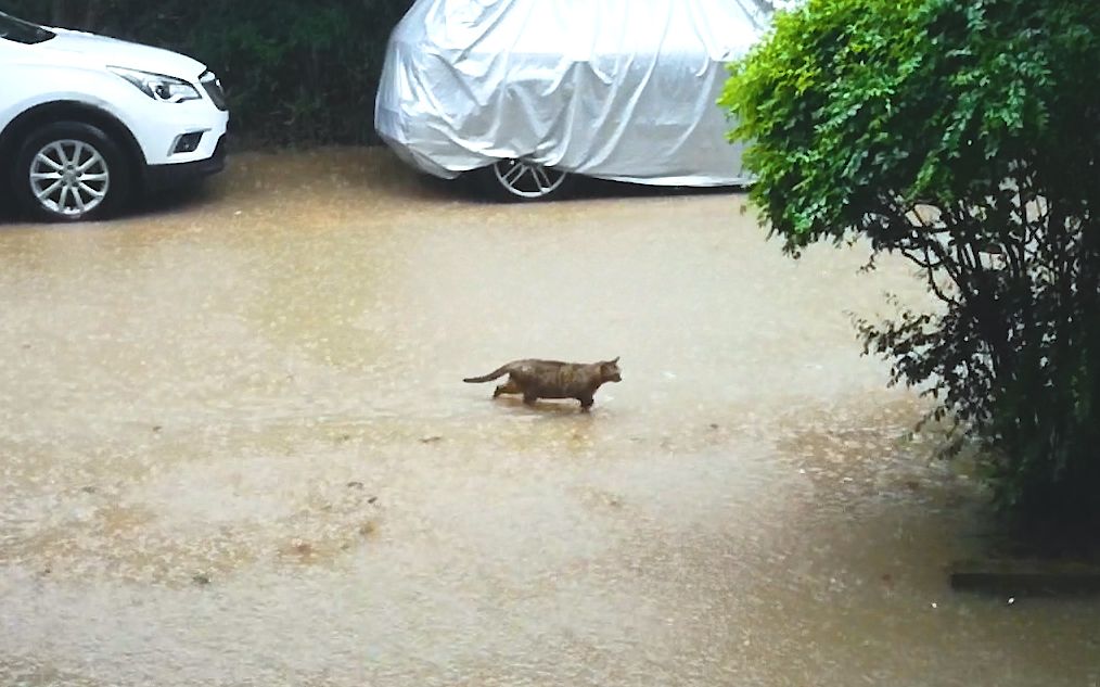 [图]暴风雨中的流浪猫