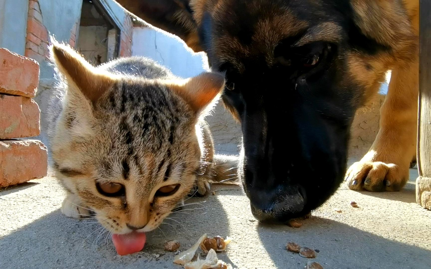 炖只鸡给狗子补补,62斤的大狗子,都饿瘦了,用脸盆喝鸡汤,过瘾_哔哩