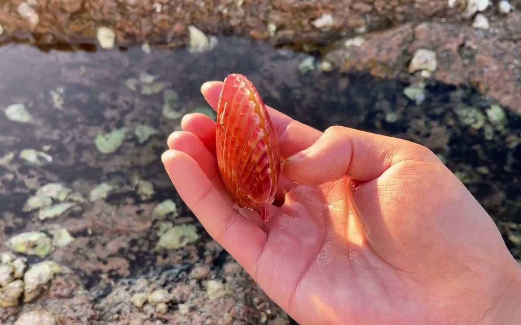 【赶海】这个皮皮虾必须带回家做宠物