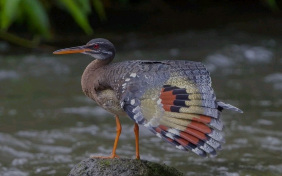 [图]日鳽。拟鹭