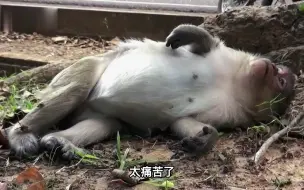 Download Video: 猴子妈妈大肚子在路边等待生产，痛苦翻滚，身旁的猴子却没有一只上前帮忙