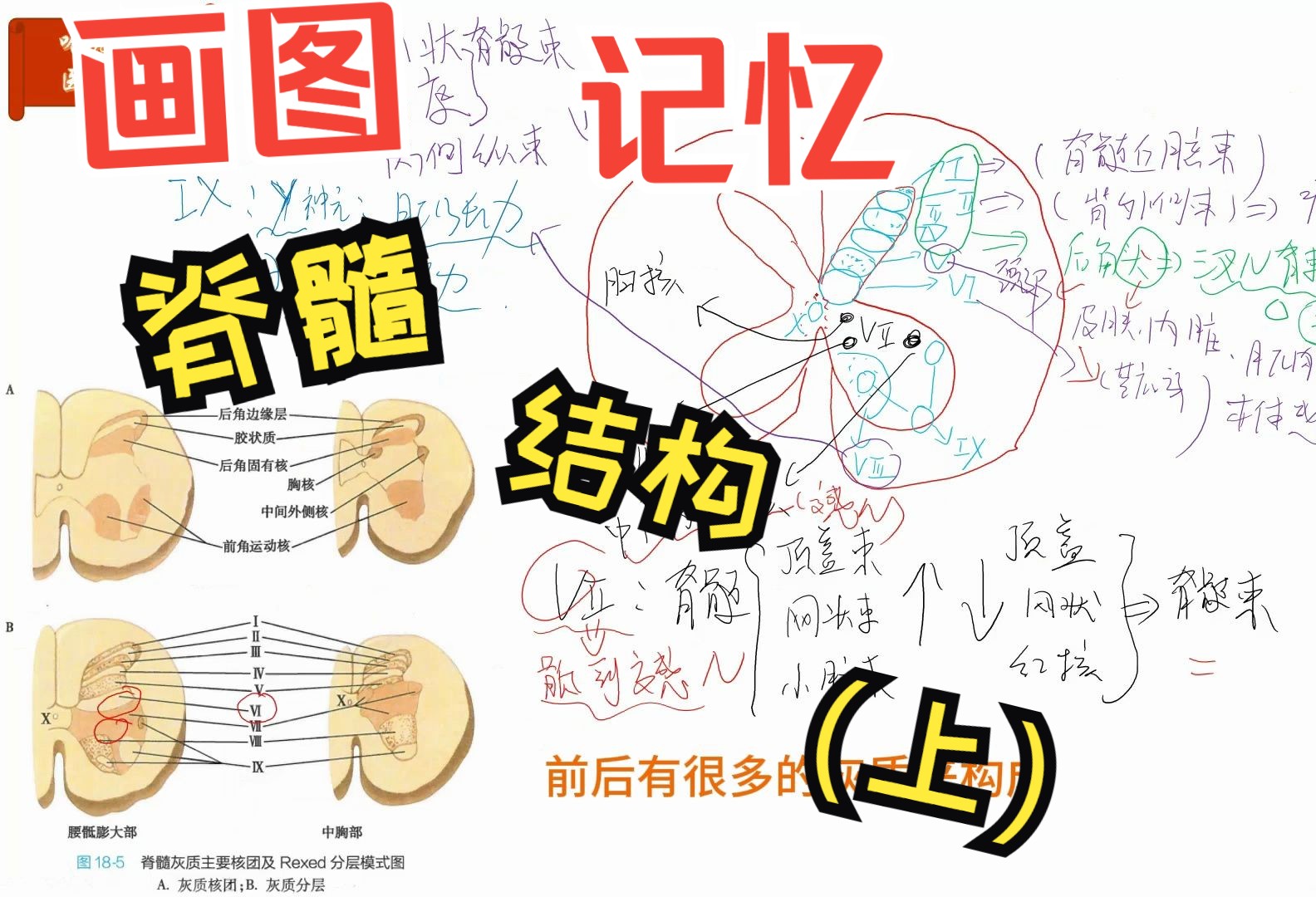 画图记忆脊髓结构(上)哔哩哔哩bilibili