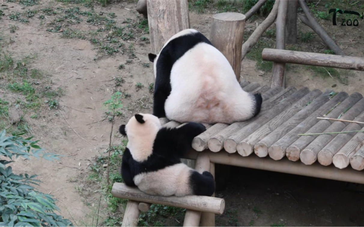 210713大熊貓華妮福寶大胖和小胖福寶今日體重394kg