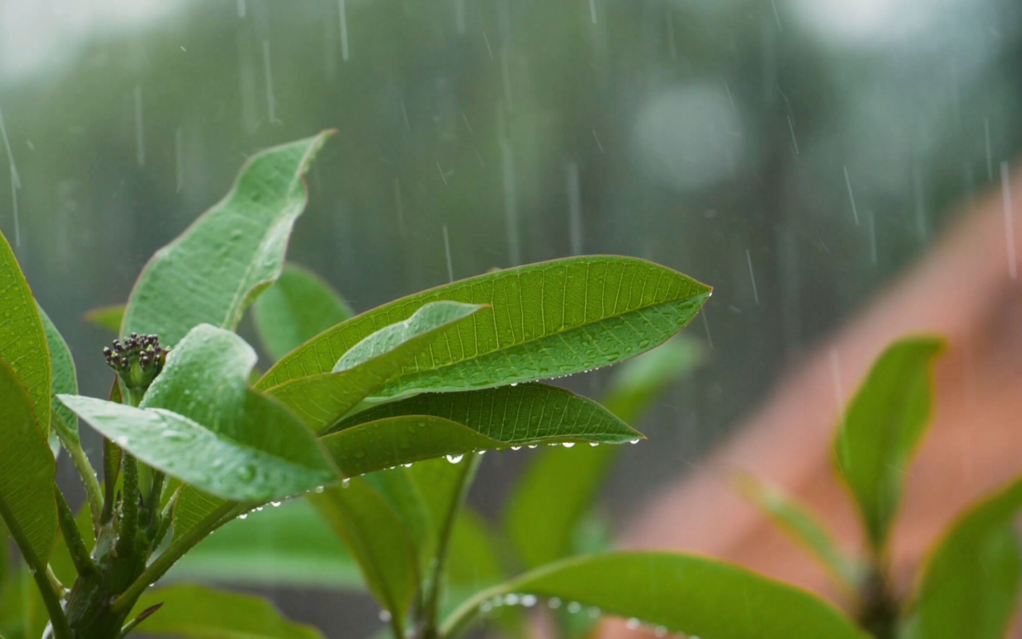 【4k】放慢脚步,听听下雨的声音,治愈内心,有助睡眠的雨声
