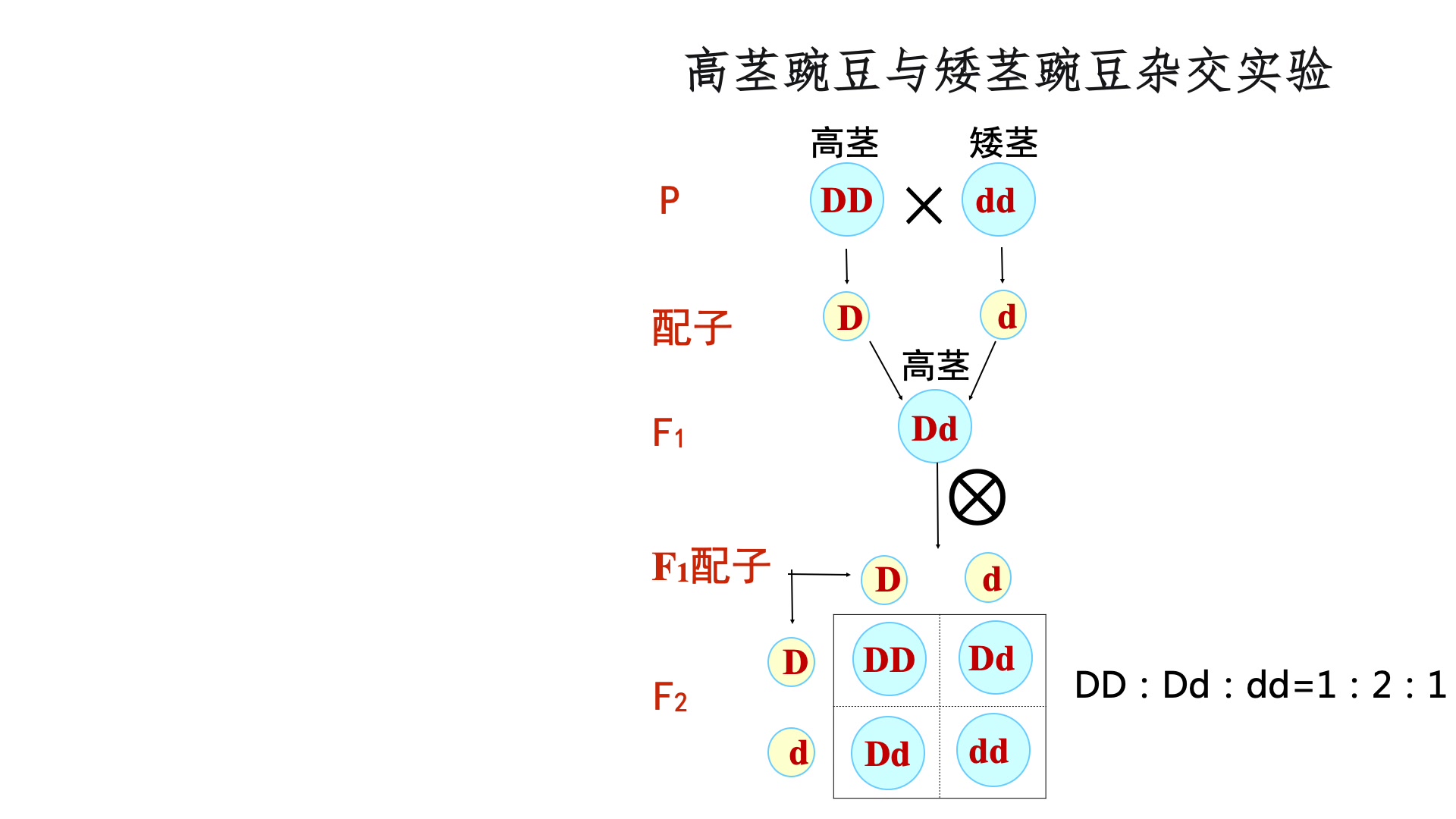 [图]1.1孟德尔的豌豆杂交实验（一）第二课时