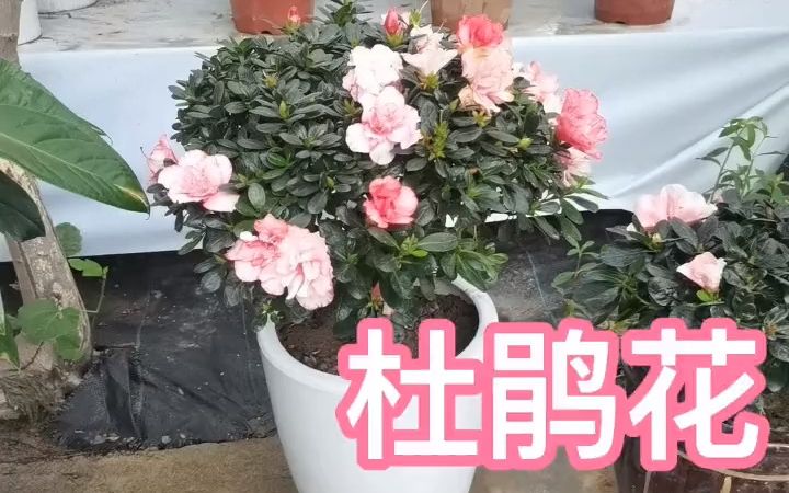 杜鹃花养殖方法 花卉绿植 养花 盆栽 杜鹃哔哩哔哩bilibili