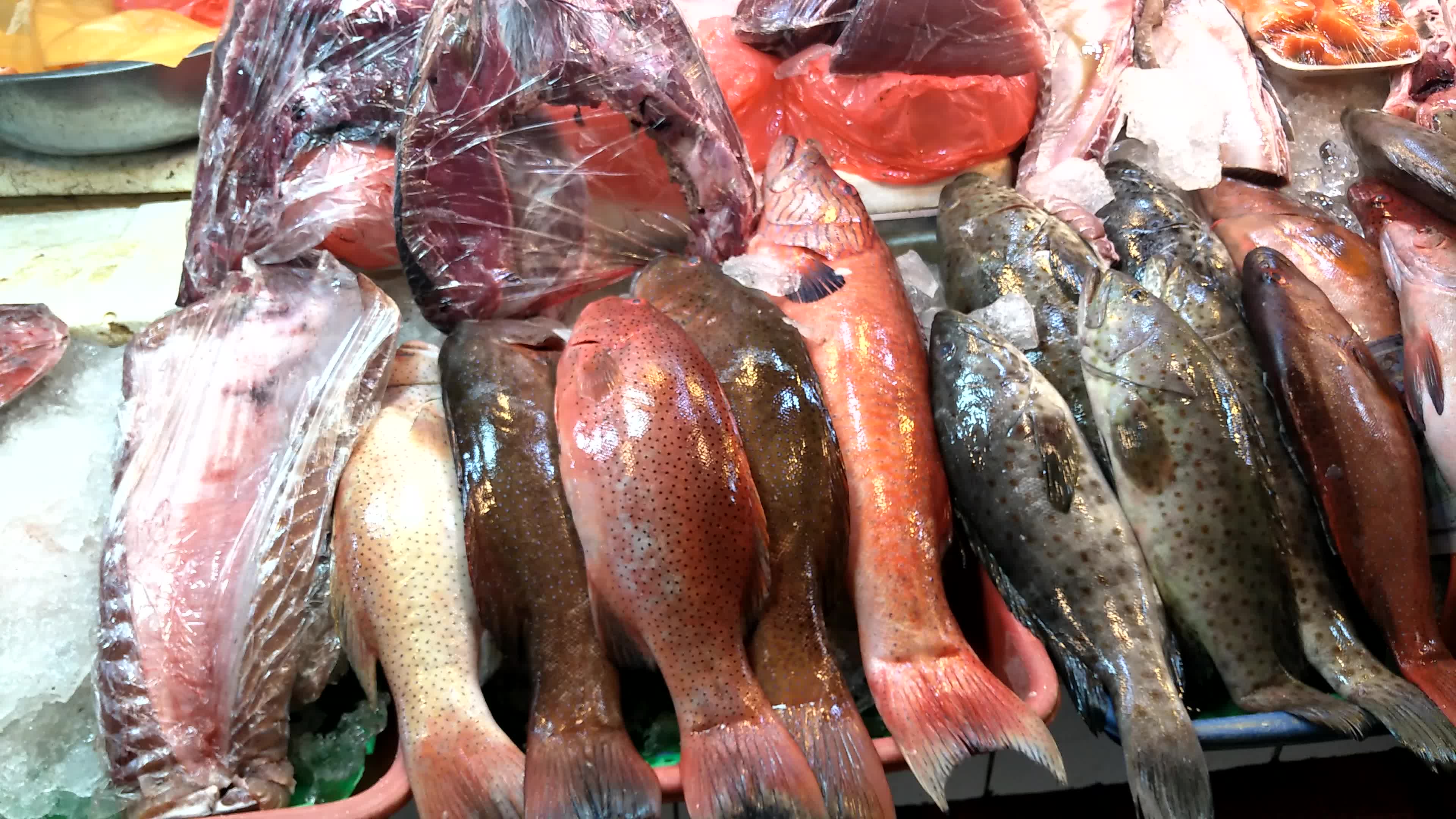 菲律宾一个很小的菜市场拍的,海鲜很新鲜_哔哩哔哩 (゜-゜)つロ 干杯