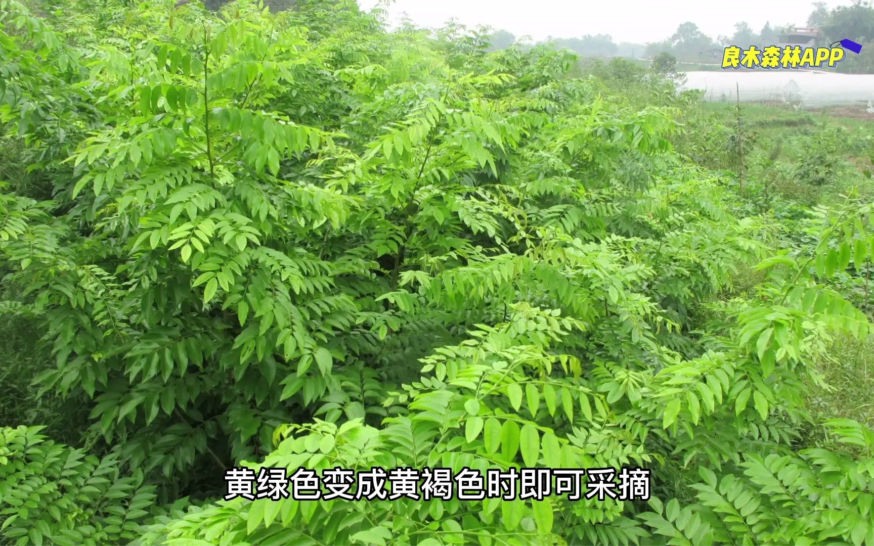 浅谈影响黄花梨种植的因素(一)哔哩哔哩bilibili