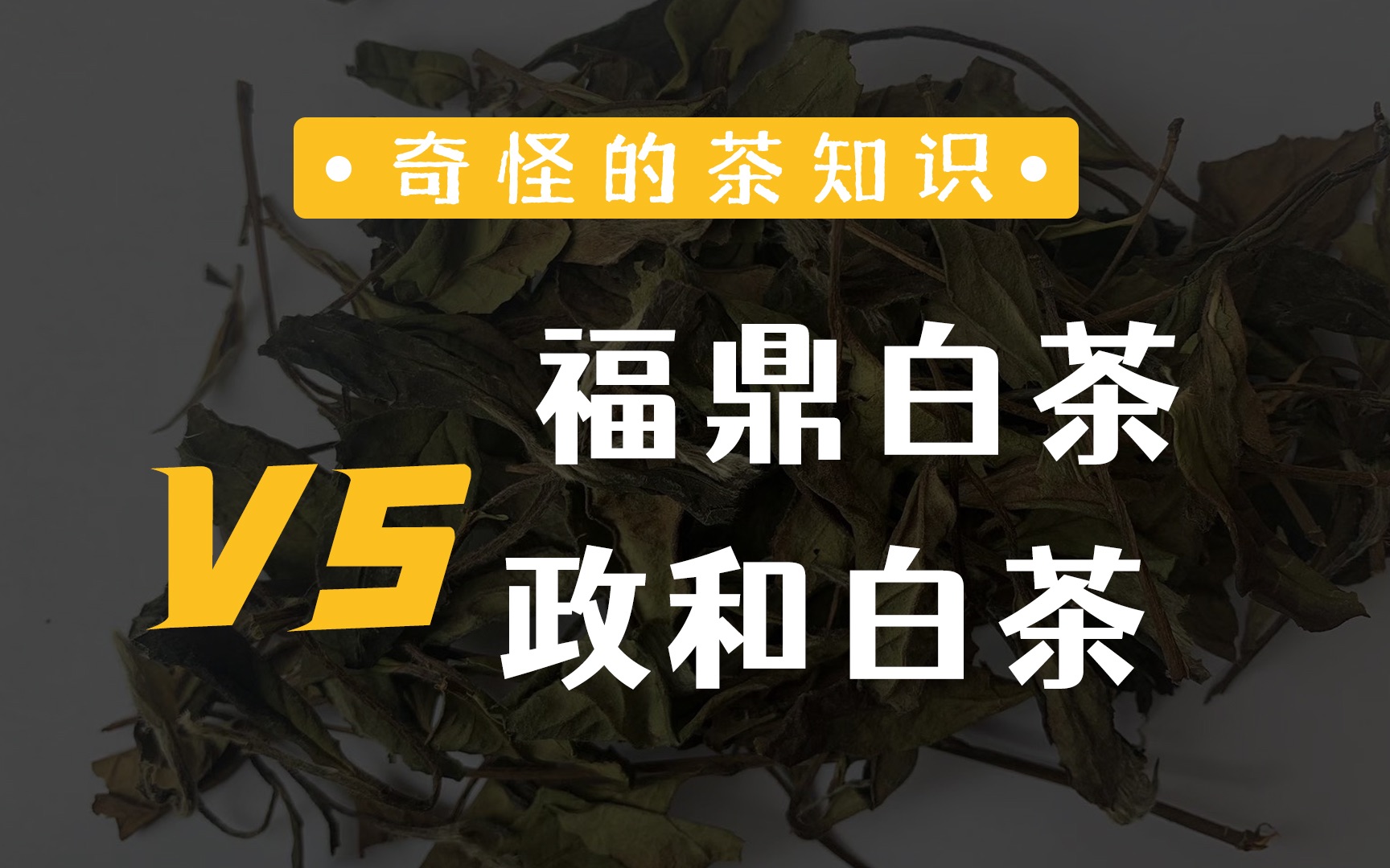 [图]福鼎白茶VS政和白茶，究竟有何区别？