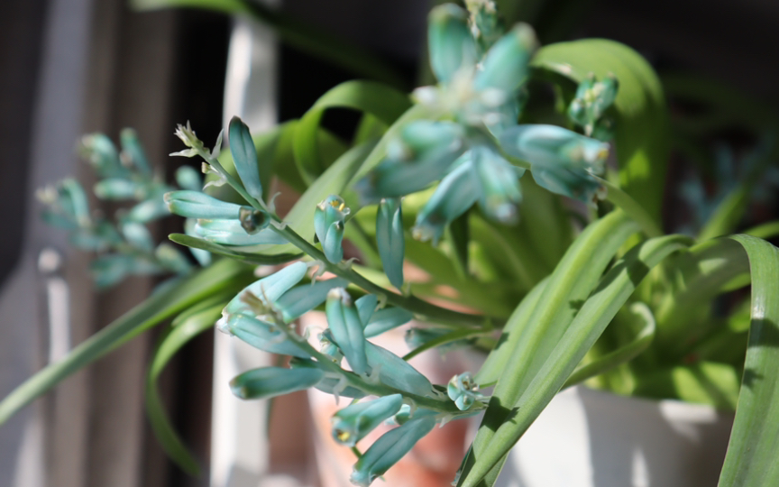 绿松石立金花的晶莹剔透